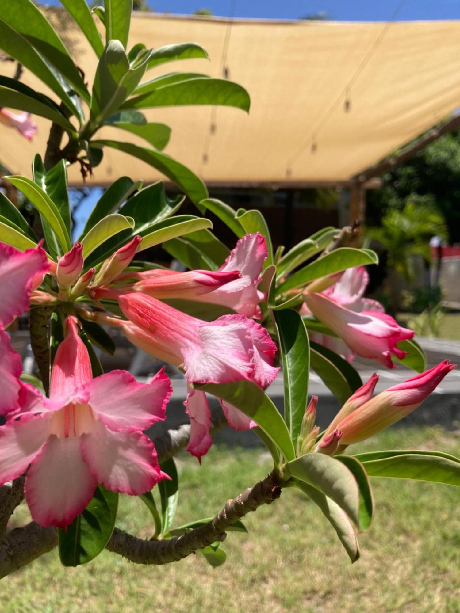 Pousada Vitoria Otel Pitimbu  Dış mekan fotoğraf